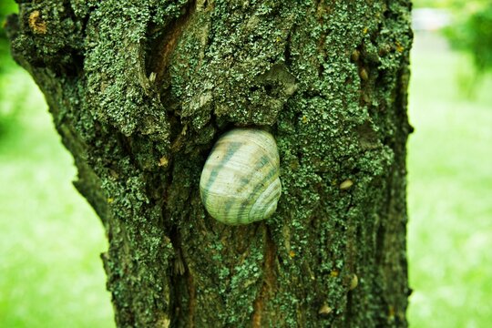 Large garden snail shell resting on old tree bark with green moss in summer park