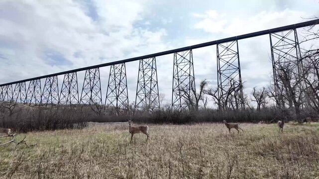 Deer under a train tressle