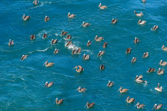 California Brown Pelicans birds in a group floating a sea water
