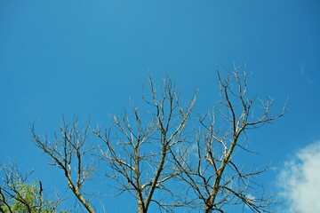 Obraz premium Intricate bare tree branches stretching towards a clear bright blue sky