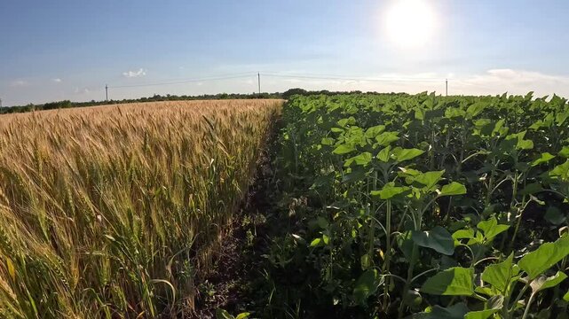 Agricultural Field Contrast Yellow Wheat and Green Sunflowers