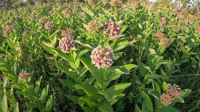 Close-Up of Honeybees on Asclepias Syriaca Pink Flower Clusters
