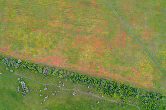 Blooming field with red poppy flowers and agricultural buffer zone tree row eco background drone shot
