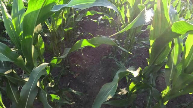 Green Corn Stalks in the Field at Sunset, Close-Up Camera Movement
