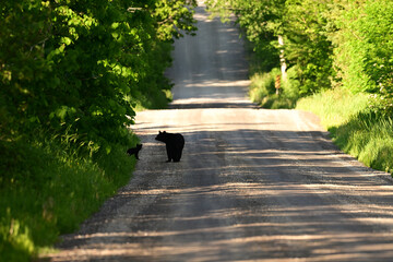 Mother Black Bear steps out onto a country road followed by her cute baby bear cub © Carol Hamilton