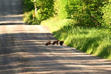 Three cute tiny Black Bear cubs run to catch up to their mother after shes already crossed a county road © Carol Hamilton
