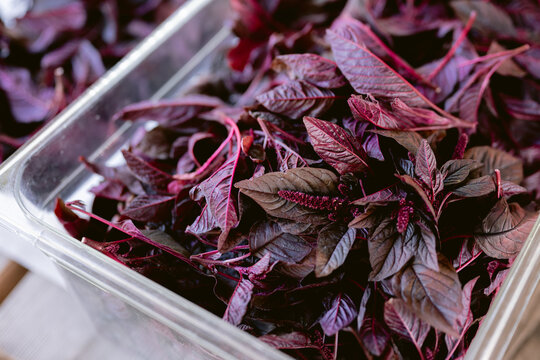 Freshly picked amaranth with burgundy seed heads and, soft natural light, shallow depth of field, farm-to-table harvest.