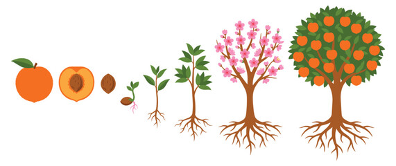 Peach tree life cycle from seed to fruit bearing tree. © NAZMA