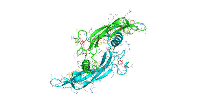 Growth Differentiation Factor (GDF), tissue differentiation and regeneration regulator, 3D macromolecule 4K