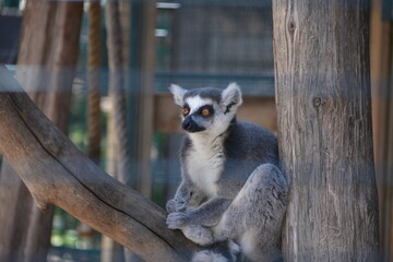 lemur in Jungle Cat World Wildlife Park, On, Canada © Adrian Lazcano