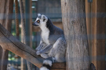 lemur in Jungle Cat World Wildlife Park, On, Canada © Adrian Lazcano