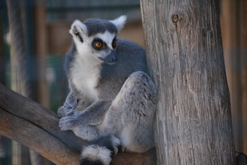 lemur in Jungle Cat World Wildlife Park, On, Canada © Adrian Lazcano