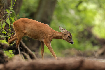 Sarna europejska (Capreolus capreolus) roe deer © Bartosz Rakoczy