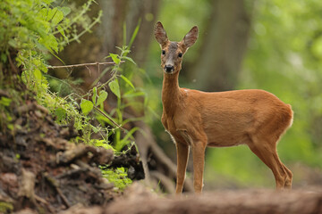 Sarna europejska (Capreolus capreolus) roe deer © Bartosz Rakoczy
