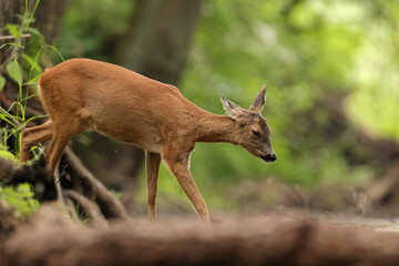 Sarna europejska (Capreolus capreolus) roe deer © Bartosz Rakoczy