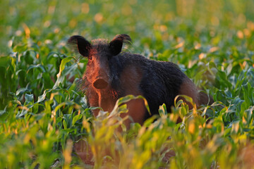 Dzik, (Sus scrofa), wild boar, boar  © Bartosz Rakoczy