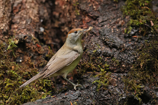 Kapturka, pokrzewka czarnołbista, pokrzewka czarnogłowa (Sylvia atricapilla)