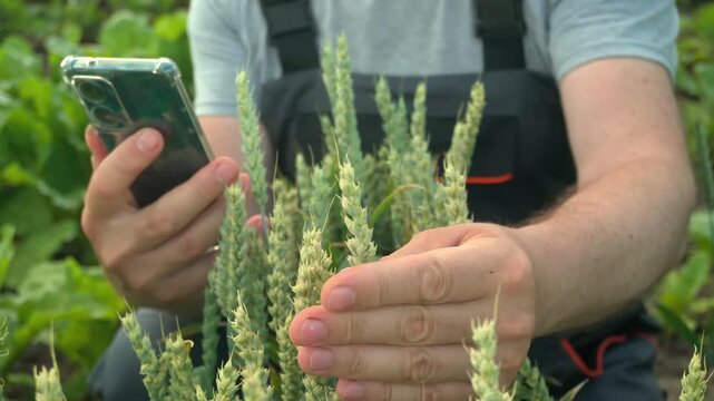 Agronomist examines wheat plants while holding a smartphone, showcasing the detailed growth and texture of the crops in a lush agricultural field