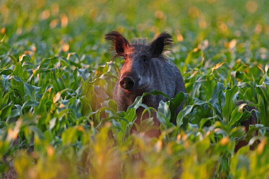 Dzik, (Sus scrofa), wild boar, boar 