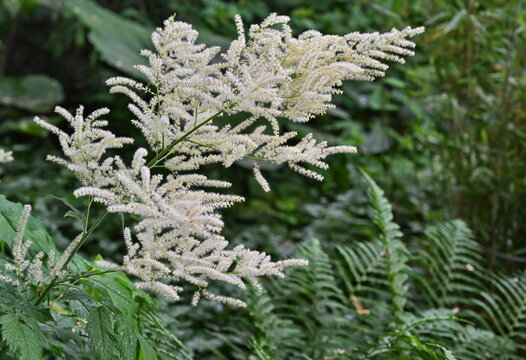 Aruncus (also known as goat's beard) is a perennial herbaceous plant with striking white, plume-like flower clusters.
