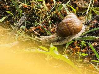 Garden snail moving along the ground, extending its head with antennae while leaving a trail, surrounded by damp earth and green vegetation © Artem