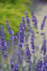 Obraz premium Summer blooming lavender meadow . Closeup outdoors selected focus. Growing, planting lavender field concept. Free copy space .
