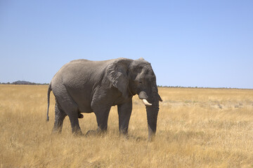 Fototapeta premium African Elephant Walking Across Dry Savanna Grassland Under Clear Blue Sky in Etosha National Park