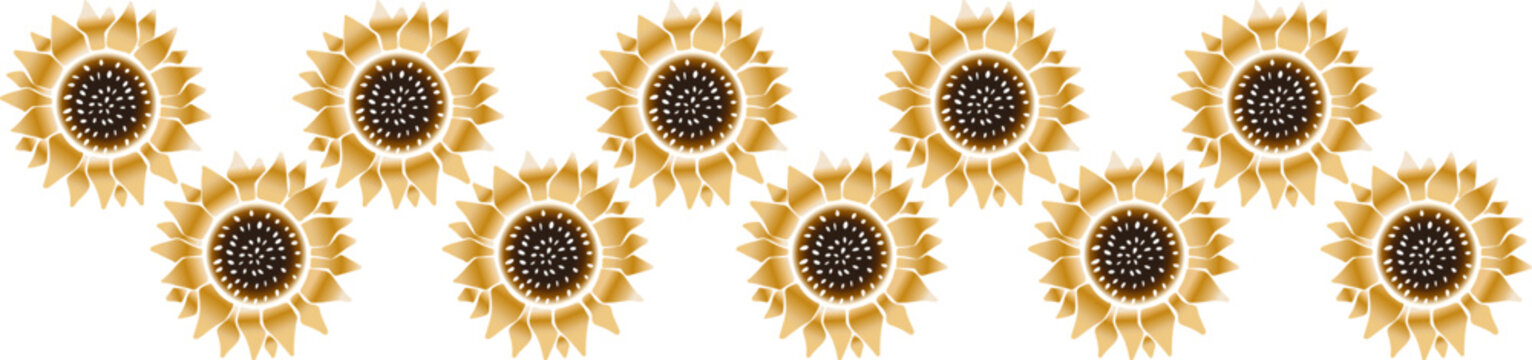 Golden yellow sunflower flat vector seamless border illustration isolated on white background for harvest festival, posters and print