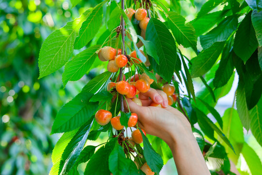 Cherry Orchard, Cherries Growing on Tree. Summer cherry harvest concept. Woman is picking cherries from tree. Summer garden harvest. 