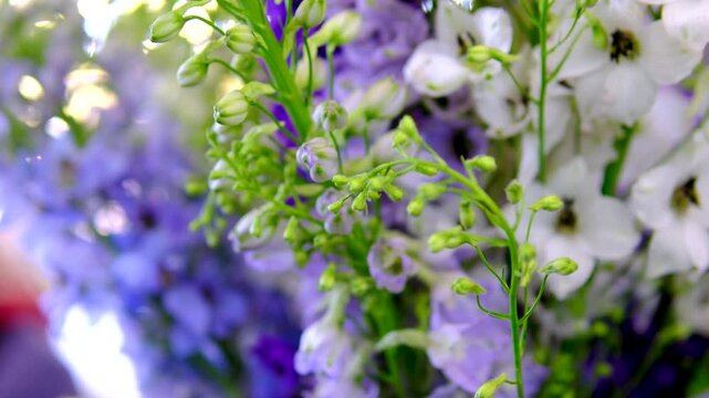 Purple bellflower blossoms with water drops blooming in garden soft floral background and natural summer beauty