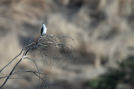 Fire-eyed diucon (Pyrope pyrope) perched on a curved bare branch with a soft blurred background