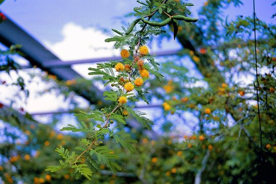 Acacia farnesiana - Sweet Acacia Blooming
