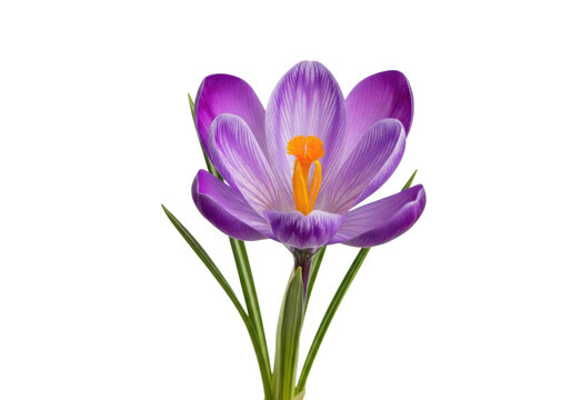 Beautiful single purple crocus flower with bright orange stamen in spring season isolated on transparent background