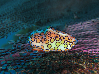 Caracol flamingo bajo el agua. © Sergio