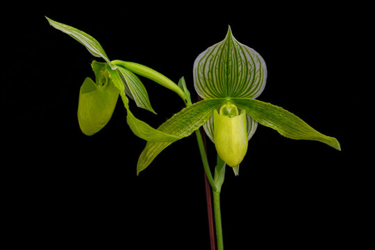 Potted Paphiopedilum orchid featuring a vibrant yellow slipper flower, spotted petals and attractive marbled foliage. Rare tropical ornamental orchid isolated on a black background.