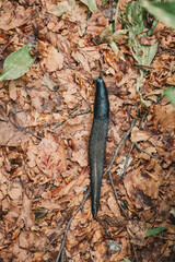 Obraz premium Black slug slithering among dry brown autumn leaves and small twigs on the damp ground in a natural forest environment