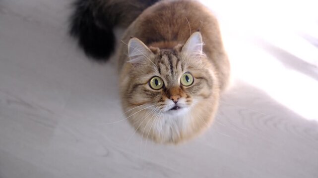 Playful cat watching something, staring with intense visual fixation typical of feline predatory behavior, in one dramatic motion, he jumps up. Small hunter. Beloved curiose pets