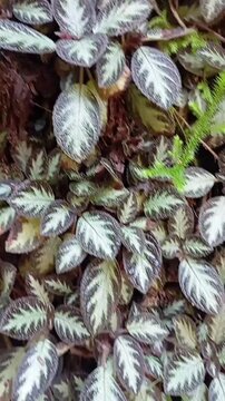 Close-up of Episcia cupreata, also known as Flame Violet, featuring striking silver-veined textured foliage and a small bright red flower. A popular tropical ground cover and ornamental houseplant.