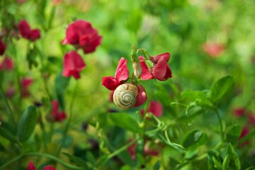 Small Garden Snail Resting on Vibrant Red Sweet Pea Flower Petals in Summer Meadow © Iryna