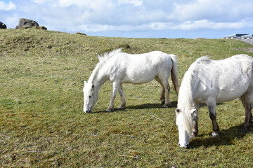 Fototapeta premium White Hebridean Pony Grazing on Moorlands in Scottish Highlands