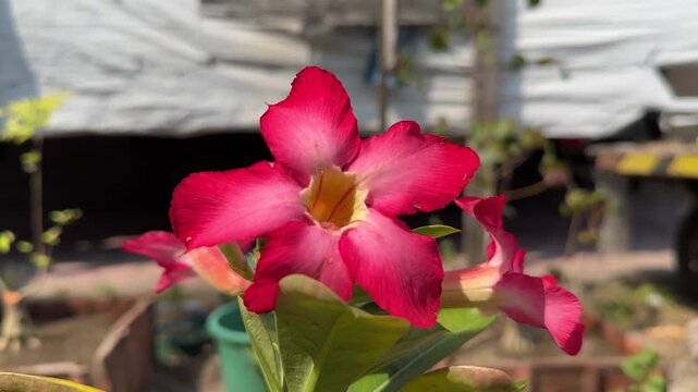 Close Up of Pink Desert Rose (Adenium obesum) Flower Blooming in Natural Sunlight
