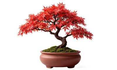 Obraz premium Japanese Maple Bonsai (Acer palmatum) Small bonsai tree with intricately cut, fiery red or green leaves, planted in a rustic
