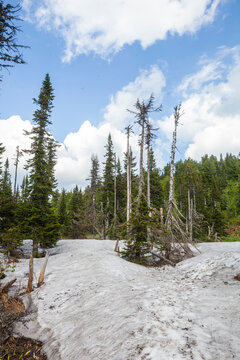 Snow in coniferous forest. Sheregesh, Kemerovo region in Russia