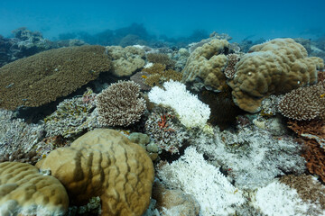 closeup of a wide variety of coral some bleached on the reef in palau, South Pacific © Pete Niesen Photo