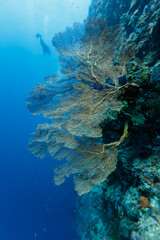 closeup of a sea fan branching off the side of a coral outcrop © Pete Niesen Photo