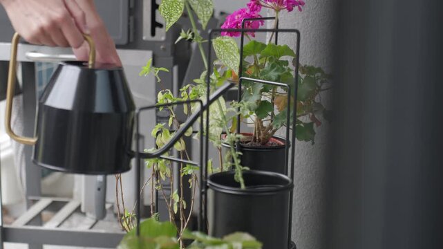 Hand waters potted plants on terrace with black watering can. Concept of home gardening, plant care and container plants