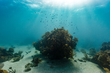 Massive coral head rising up from sandy ocean bottom with school of anthias fish circling © Pete Niesen Photo