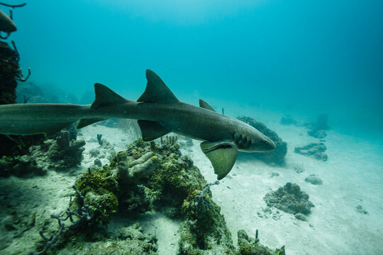 Close up of nurse shark approaching diver, Ginglymostoma cirratum, with remora fish perched on its shoulder cleaning his skin