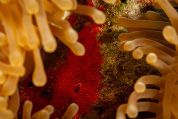A close-up view of anemone tentacles surrounding a cluster of red eggs. © Pete Niesen Photo