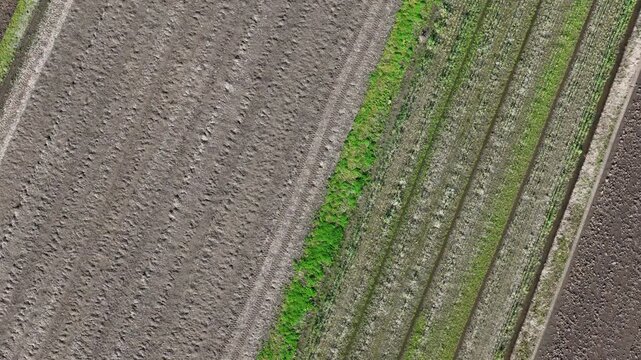 Aerial view of agricultural fields in neat rows. Rows show tilled earth and green crops side by side. Road runs parallel to fields, bordered by grass. No people are visible